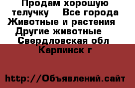 Продам хорошую телучку. - Все города Животные и растения » Другие животные   . Свердловская обл.,Карпинск г.